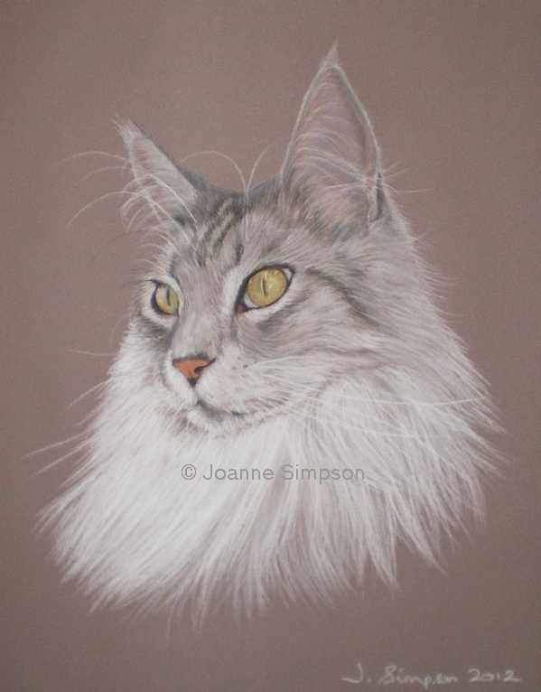 Maine Coon pet portrait.